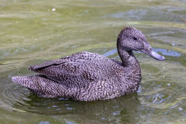 Australian endangered Freckled Duck on pond clipart
