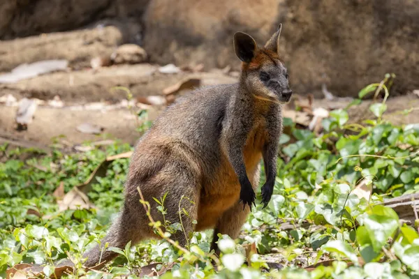 Ausztrál Mocsár Wallaby Nyugalomban — Stock Fotó