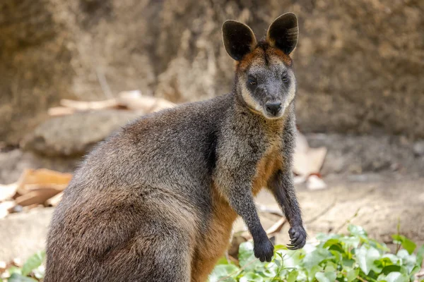 Close Van Australisch Moeras Wallaby — Stockfoto