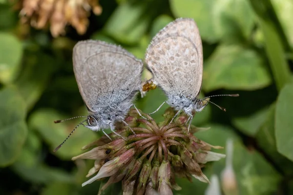 Borboletas Grama Azul Comum Acasalamento — Fotografia de Stock