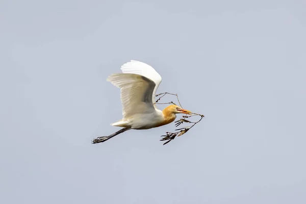 Bovinos Egret Transportando Material Nidificação — Fotografia de Stock