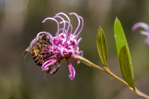 Honigbiene Sammelt Nektar Auf Einer Rosa Spinnenblume — Stockfoto