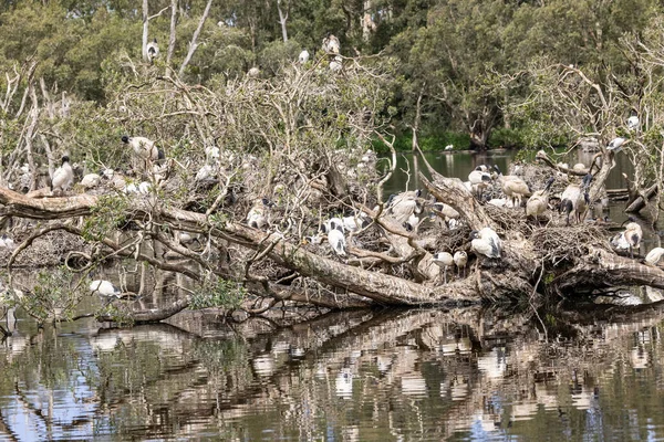 Australian White Ibis Breeding Colony — Stock Photo, Image