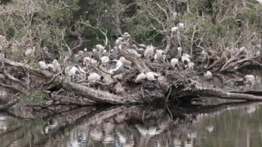 Avustralya Beyaz Ibis yuva kurma kolonisi
