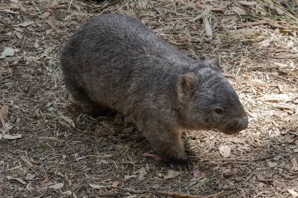 Yiyecek Arayan Sıradan Wombat — Stok fotoğraf