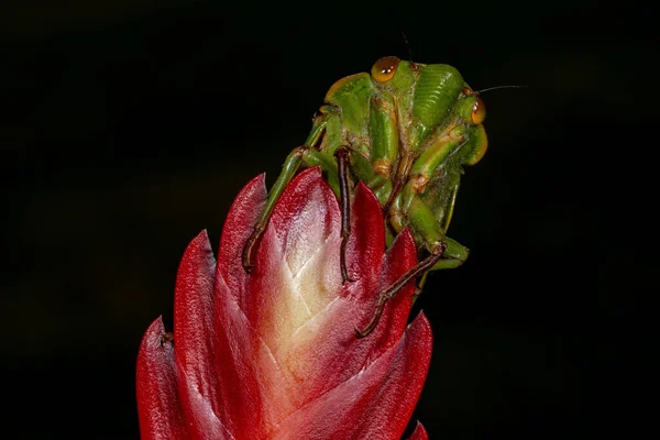 Close Australiano Green Grocer Cicada Descansando Uma Flor Bromiliad — Fotografia de Stock