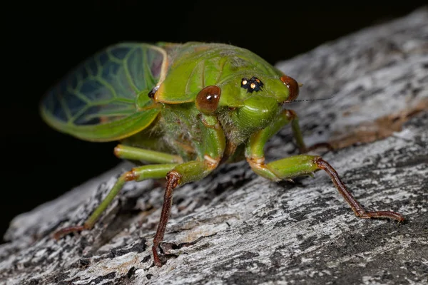 Gros Plan Une Épicerie Verte Australienne Cicada — Photo