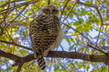 Güçlü Baykuş, ağaçların tepesinde gün boyu tünedi.