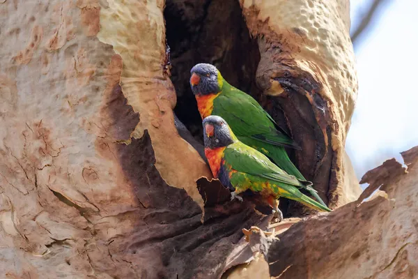 Rainbow Lorikeet Nest Large Sydney Gum Tree — Stock Photo, Image