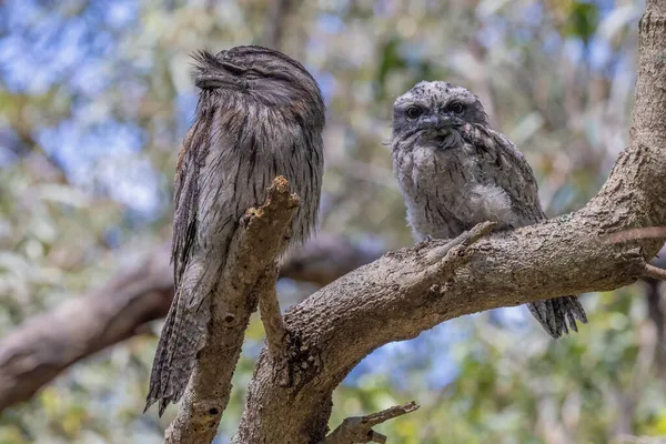 Tawny Frogmouth Resting Day Deed Tree Branch — ストック写真