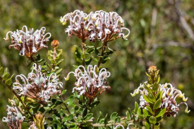 Avustralya 'nın yerlisi Gri Örümcek Çiçeği  