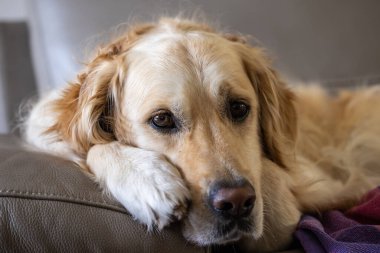 Evcil hayvan Golden Retriever dinlenme odasında dinleniyor