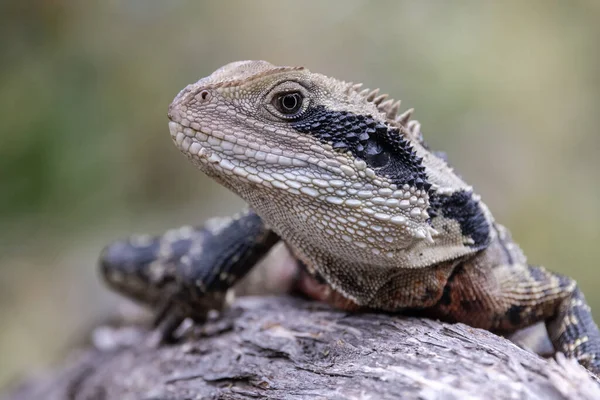 Close Dragão Australiano Água Oriental — Fotografia de Stock