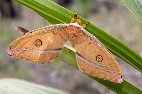 Helena Gum Moth Descansando Gymea Lily Leaf — Fotografia de Stock