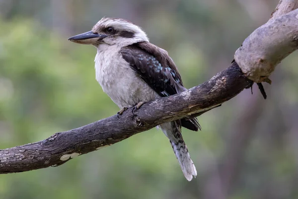 Kookaburra Riant Reposant Sur Une Branche Arbre — Photo