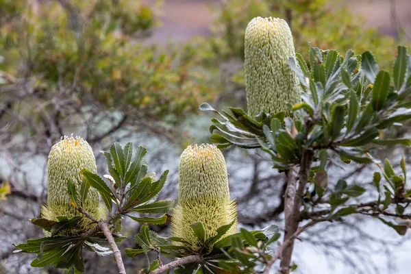 Banksia Dents Scie Fleur — Photo