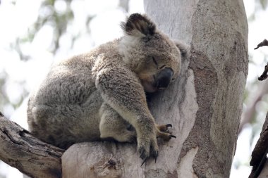 Vahşi Koala Gri Sakız Ağacı 'nda uyuyor.