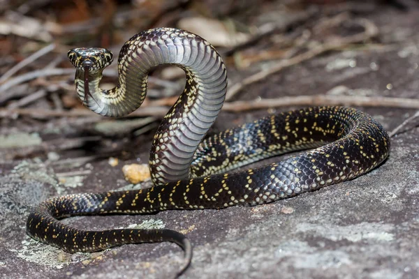 オーストラリアの絶滅の危機に瀕したヘビ防衛の立場で — ストック写真