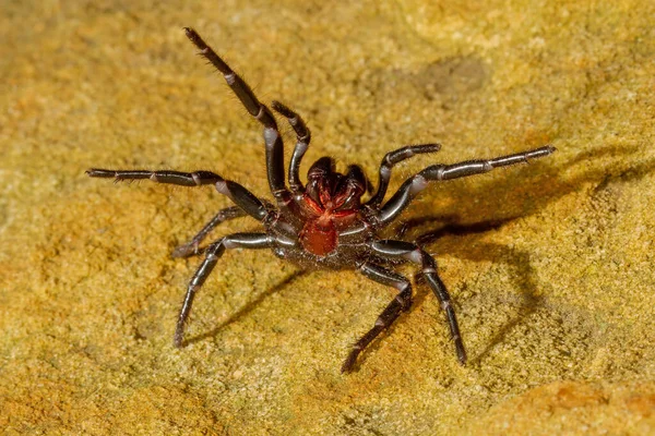 Sydney Tratt Web Spider Defensiv Pose — Stockfoto