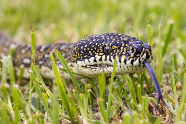 Australische Diamantpython Flackert Auf Der Zunge — Stockfoto