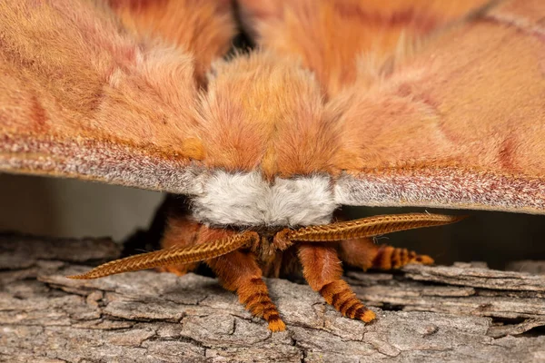 Primo Piano Dell Australiana Helena Gum Moth Che Mostra Antenne — Foto Stock