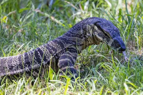 Australian Lace Monitor Tree Goanna Alla Ricerca Cibo — Foto Stock