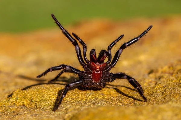 剧毒的雄性悉尼漏斗蜘蛛 长着尖牙 — 图库照片