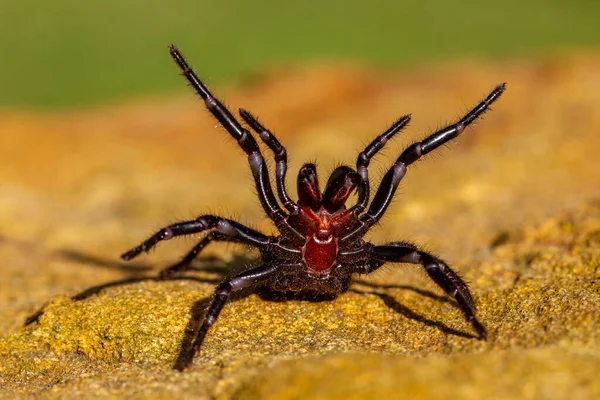 Gefährlich Giftige Sydney Trichternetzspinne Mit Reißzähnen — Stockfoto