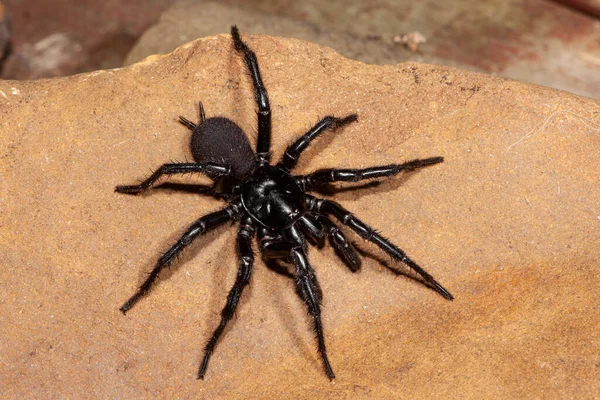 Tehlikeli Derecede Zehirli Erkek Sydney Huni Örümceği — Stok fotoğraf