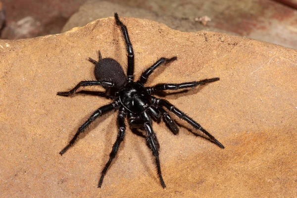 Gefährlich Giftige Sydney Trichterspinne — Stockfoto