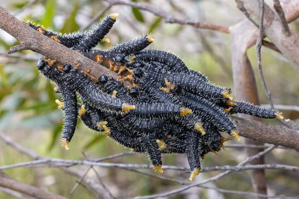 Larvas Flebotomíneos Agrupadas Galhos Árvores — Fotografia de Stock