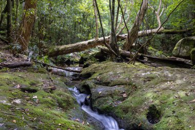 Mountain stream in Watagin National Park, NSW Australia