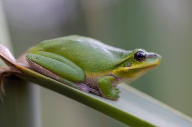 Australian Dwarf Tree Frog resting on reeds