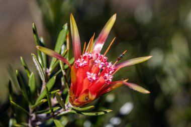 Mountain Devel or Honey Flower 