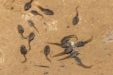 Australian Tadpoles feeding on dead frog in pool of water
