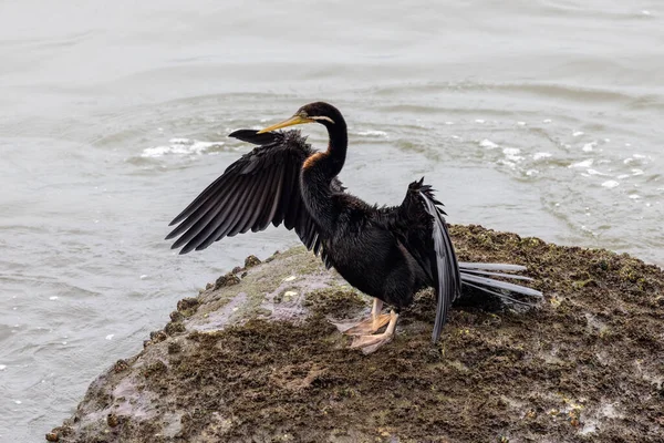 Australian Darter Drying Wings — Stockfoto