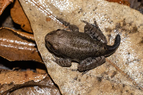 Metamorph Tadpole Australian Barred Frog — Stok fotoğraf