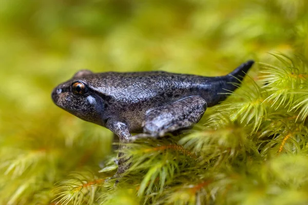 Metamorph Tadpole Australian Barred Frog — Fotografia de Stock