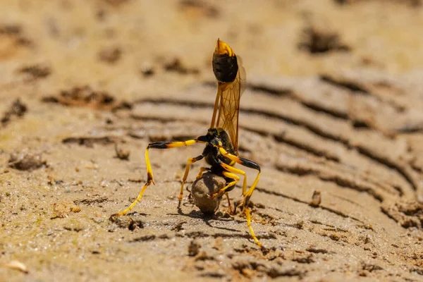 Boue Australienne Dauber Wasp Collecte Boue Pour Fabrication Nids — Photo