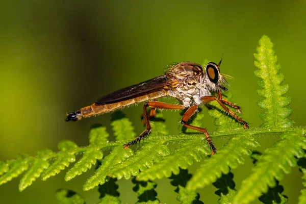 Robber Assassin Fly Perched Fern Frond — стоковое фото