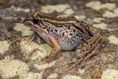 Australian Striped Marsh frog resting on log