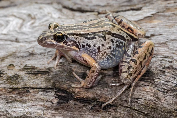 Striped Marsh frog resting on log