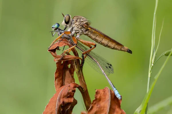 Australian Robber Fly Assassin Fly Feeding Blue Damselfly — Stockfoto