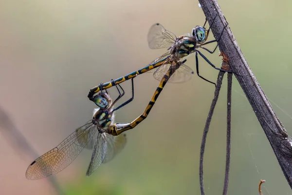 Mating Australian Emerald Dragonflies Tree Branch — Stockfoto