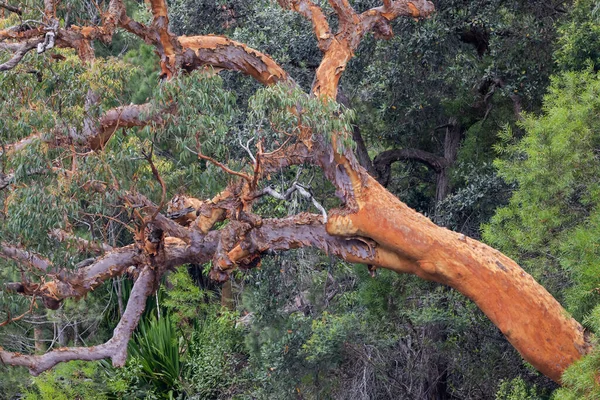 Sydney Red Gum Tree Shedding Bark — Stockfoto