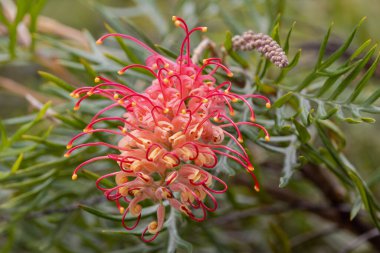 Avustralya 'daki Grevillea bitkisi