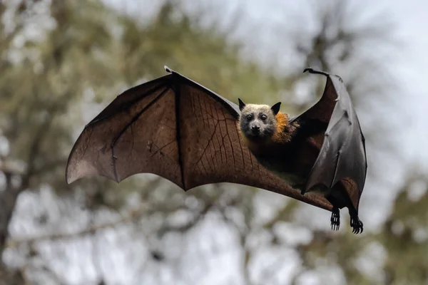 Australian Grey Headed Flying Fox Vuelo — Foto de Stock