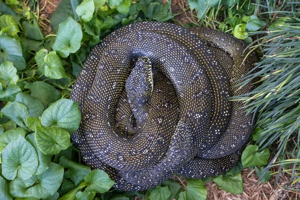 Pair Australian Diamond Pythons Curled Together — Stock Photo, Image