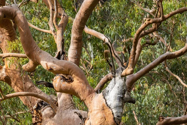 Гілки Дерева Сідней Ред Ґум — стокове фото