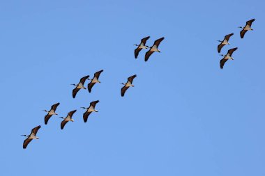 Uçan Hasır boyunlu Ibis sürüsü